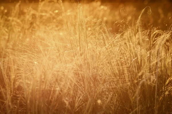 Pflanzen Auf Dem Feld Bei Sonnenuntergang — Stockfoto