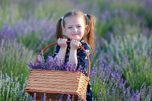 Beautiful Little Girl Lavender Field — Stock Photo, Image