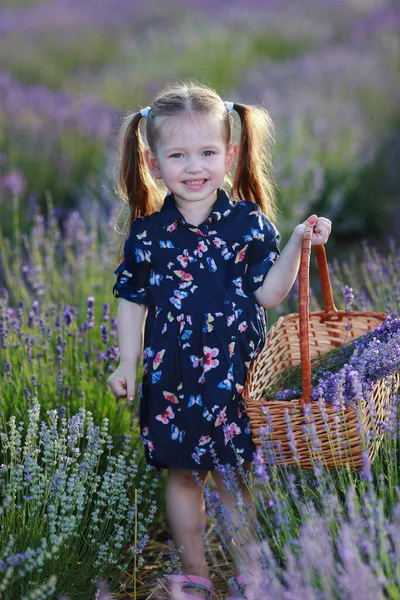 薰衣草地里漂亮的小女孩 — 图库照片