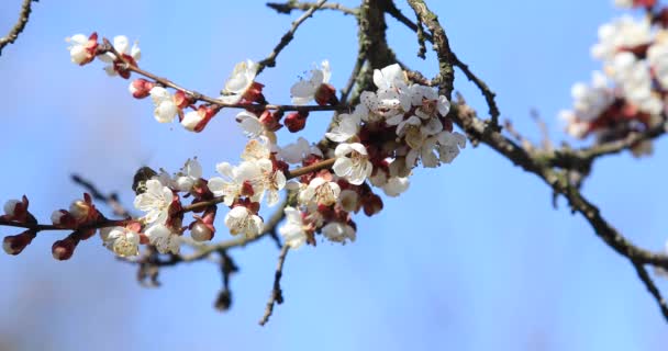 Opylení Kvetoucího Stromu Včelami — Stock video