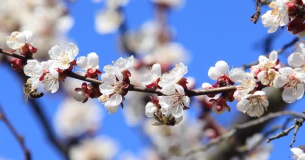 Polinización Árbol Floreciente Por Abejas — Vídeos de Stock