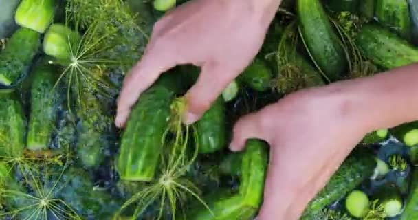 Cooking Lightly Salted Pickled Cucumbers — Stock Video