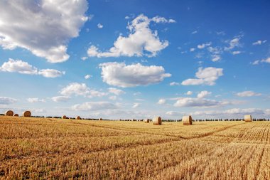 Buğday ve balyalarla dolu tarla