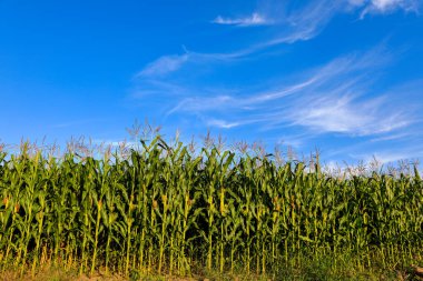 Güzel bir gökyüzü olan muhteşem bir arazi.