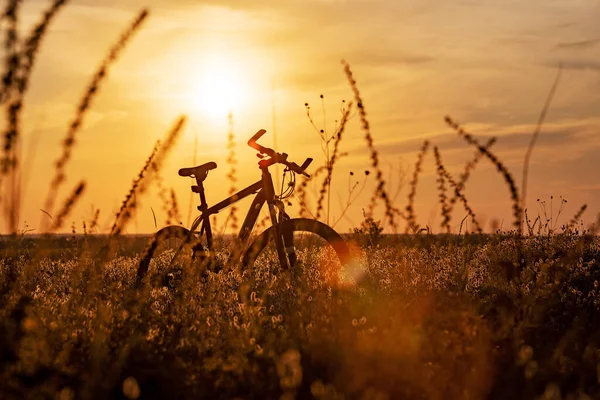 Cycling Fields Meadows — Stock Photo, Image