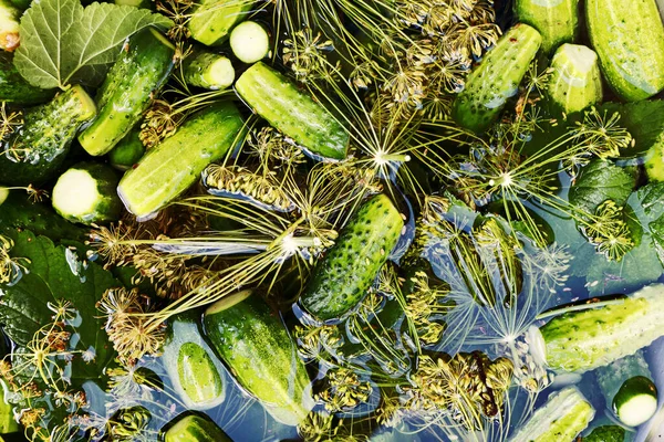 Cooking Lightly Salted Pickled Cucumbers — Stock Photo, Image