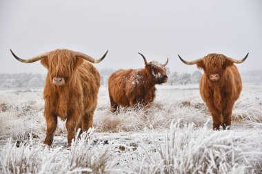 İskoç highlanders doğal kış manzara içinde. Yayla sığır, İskoç: Heilan coo, İskoç sığır ırkı.
