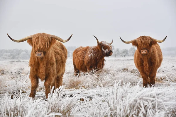Highlanders Escoceses Uma Paisagem Natural Inverno Highland Cattle Scots Heilan Fotos De Bancos De Imagens