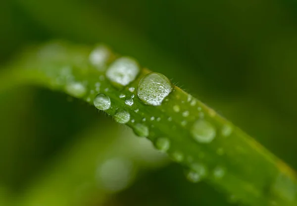 Regndroppar Gräs Efter Regn — Stockfoto