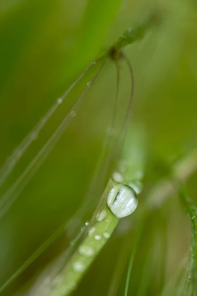 Gouttes Pluie Sur Une Herbe Après Pluie — Photo