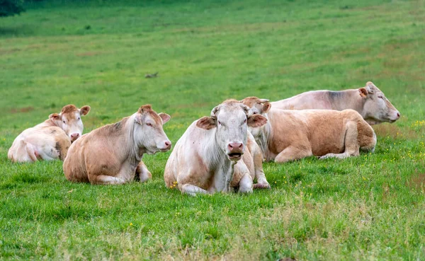 Koeien Grazen Een Veld — Stockfoto