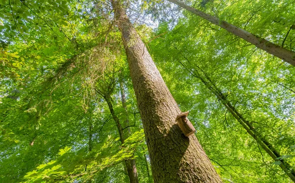 森の木の幹にあるバードハウス — ストック写真