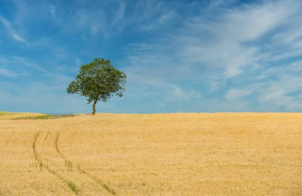 Одинокое Дерево Поле — стоковое фото