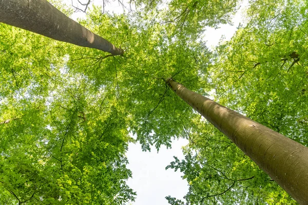 森の緑の葉 — ストック写真