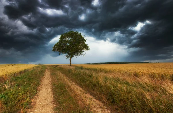 Nubes Tormenta Sobre Campo — Foto de Stock