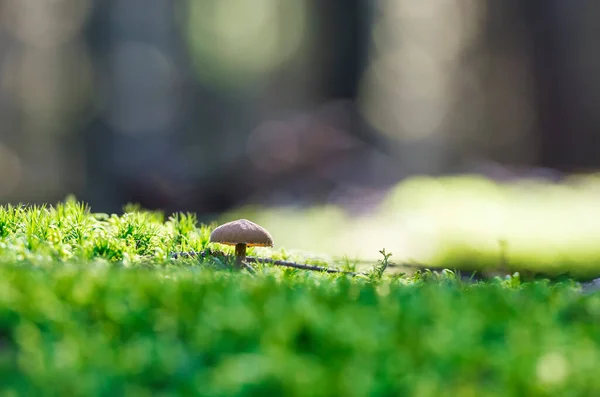 Pequeno Cogumelo Floresta — Fotografia de Stock