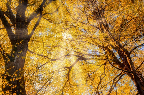 Raios Sol Através Uma Folhagem Outono — Fotografia de Stock