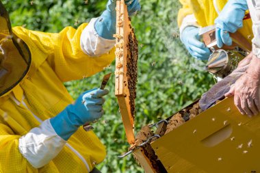 Bir arı yetiştiricisi tarafından toplanan bal