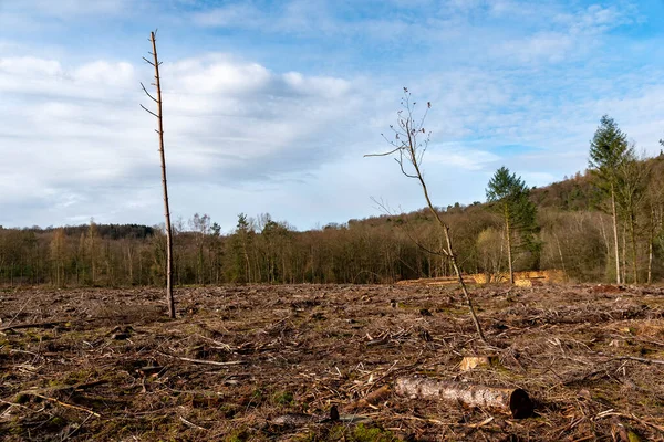 フランスの樹皮の甲虫によって荒廃した森林 — ストック写真