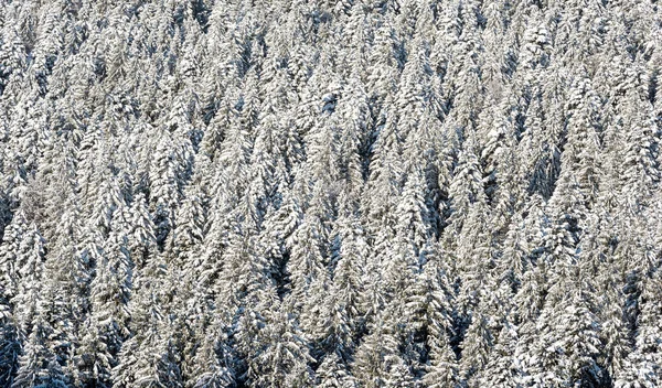 Black Forest Germany Snow — Stock Photo, Image