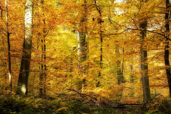 Manhã Enevoada Floresta — Fotografia de Stock