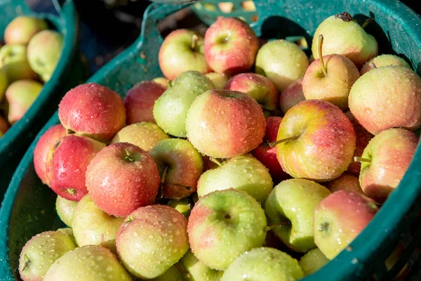 Manzanas Frescas Cubren Con Gotas Agua —  Fotos de Stock