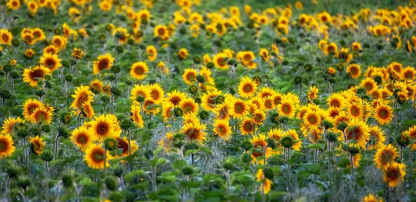 Field Sunflowers Summer — Stock Photo, Image