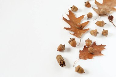 Sonbahar kompozisyon. sonbahar yaprakları ve beyaz arka plan yakın çekim üzerinde meşe palamudu. en az kavramı
