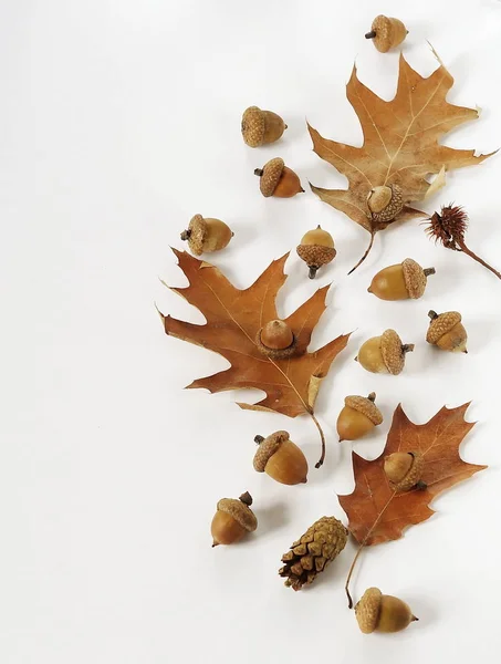 autumn composition. autumn leaves and acorns on a white background close-up. minimal concept