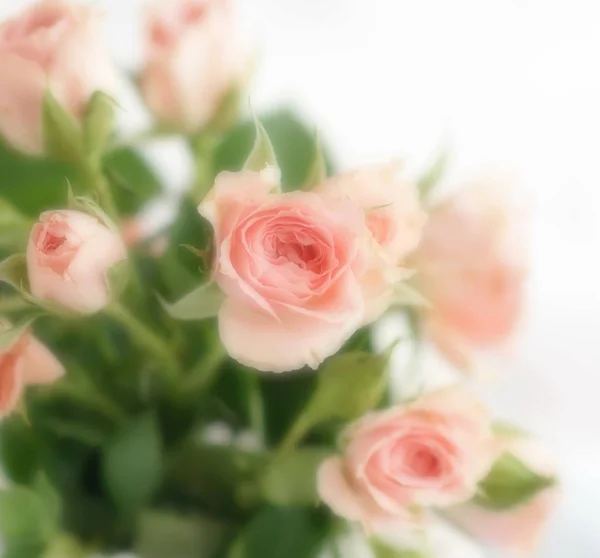 Λουλούδια Φόντο Blur Επίδραση Μαλακή Εστίαση Λουλούδια Φόντο Απαλό Ροζ — Φωτογραφία Αρχείου