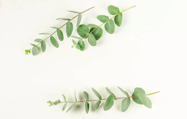 Green Eucalyptus Branches White Background Abstract Top View Copy Space — Stock Photo, Image