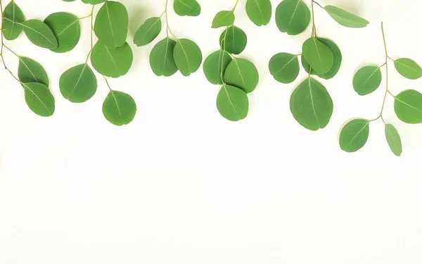 Eukaliptus Zielony Oddziałów Biały Background Abstract View Copy Najlepsze Miejsce — Zdjęcie stockowe