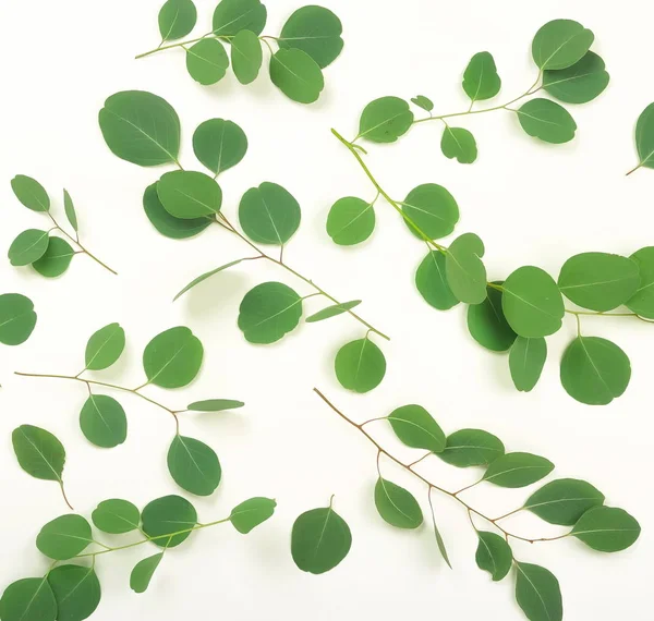 Green Eucalyptus Branches White Background Abstract Top View Copy Space — Stock Photo, Image