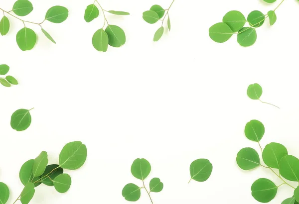 Rami Eucalipto Verde Sfondo Bianco Abstract Top View Copy Spazio — Foto Stock