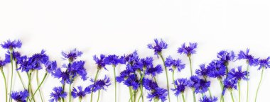 Çiçekler arka plan. Beyaz zemin üzerine mavi Peygamber çerçevesinden. Uzay kopyalayın. Üstten görünüm