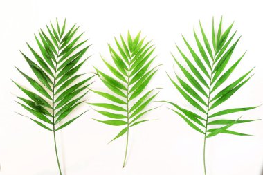 yeşil palmiye dalları üzerinde beyaz bir background.abstract. üstten görünüm.