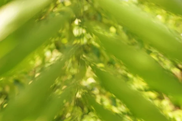 Abstract Green Leaves Bokeh Background Close — Stock Photo, Image