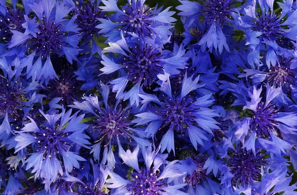 Fondo Flores Marco Acianos Azules Sobre Fondo Blanco Copiar Espacio — Foto de Stock