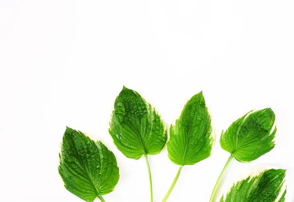 Exotische Grüne Blätter Auf Weißem Hintergrund Ansicht Von Oben Kopierraum — Stockfoto