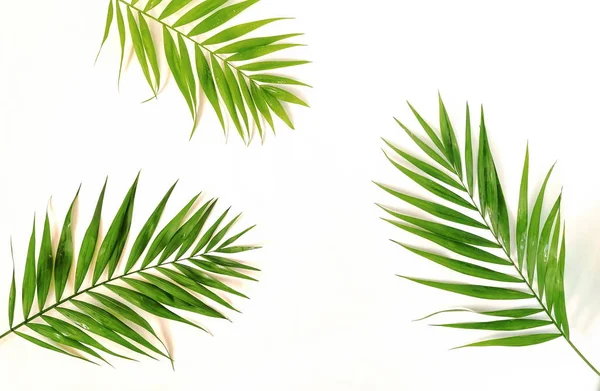 Yeşil Palmiye Dalları Üzerinde Beyaz Bir Background Abstract Üstten Görünüm — Stok fotoğraf