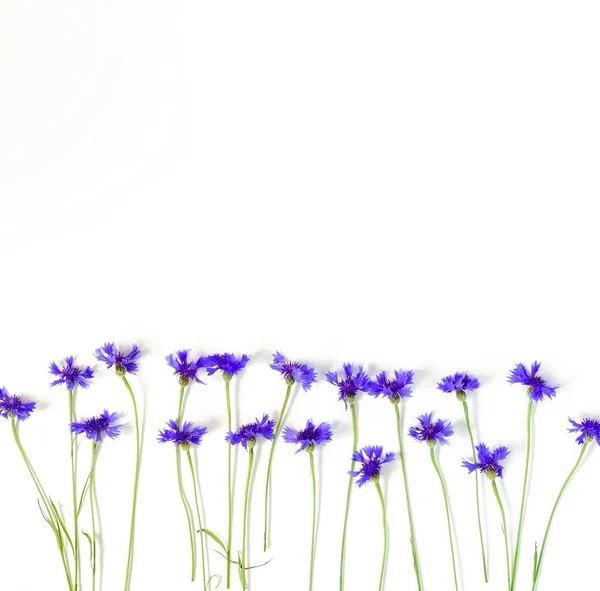 Λουλούδια Φόντο Σκελετός Από Μπλε Κενταύριο Άσπρο Φόντο Αντιγράψτε Χώρο — Φωτογραφία Αρχείου