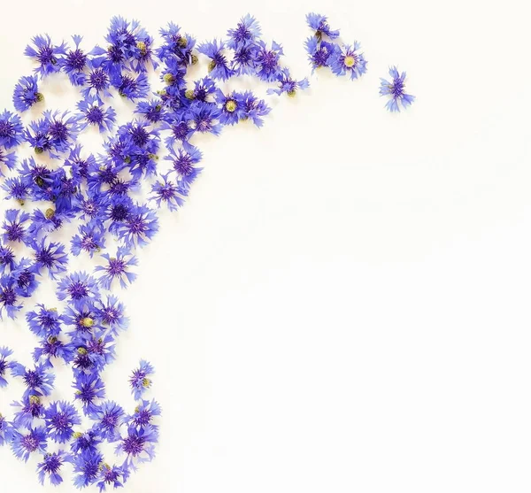 Virágok Háttér Fehér Alapon Kék Búzavirág Keretet Másolja Hely Szemközti — Stock Fotó