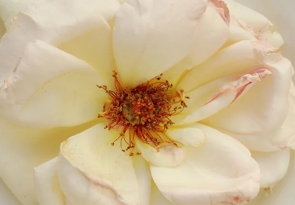 Beautiful Cream Rose Close — Stock Photo, Image