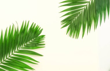 yeşil palmiye dalları üzerinde beyaz bir background.abstract. en iyi view.copy alanı