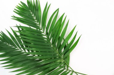yeşil palmiye dalları üzerinde beyaz bir background.abstract. en iyi view.copy alanı