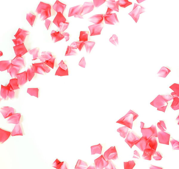 Цветы фон. Рамка лепестков узора розовых роз на белом фоне. Пространство для копирования
