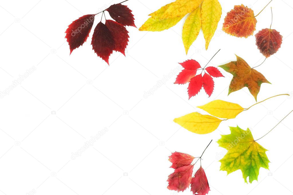 Autumn composition background. Frame pattern made of autumn tree leaves on white background. Top view. Copy space. Flat lay