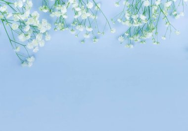 Çiçekler arka plan. soluk mavi zemin üzerine beyaz gypsophila çiçekler. üstten görünüm. kopya alanı. Tatil kavramı