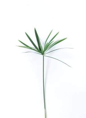 Tropikal egzotik yeşil palmiye dalları üzerinde beyaz bir background.abstract bırakır. en iyi view.copy alanı