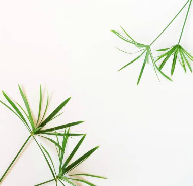 Tropikal egzotik yeşil palmiye dalları üzerinde beyaz bir background.abstract bırakır. en iyi view.copy alanı